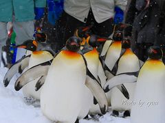 ペンギンの散歩を見るために旭山動物園へ！！