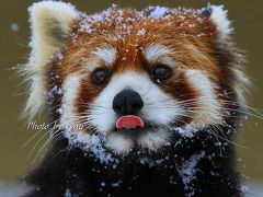 レッサーパンダと雪！！　　旭山動物園