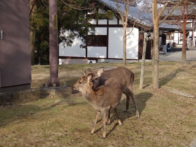 クリスマスに抹香臭く寺社巡りです。<br />なぜなら、冬の閑散期、それも日時限定で新薬師寺の特別公開があったからです<br />見仏記で気になっていたお地蔵様を拝んできました～