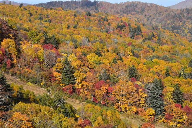 今日の午後は、札幌国際スキー場のゴンドラから眺める「山の紅葉」、定山渓温泉では「渓谷の紅葉」を満喫します。<br /><br />定山渓温泉を基点にシャトルバスと町なかの散策路を歩きます。<br /><br />表紙の写真はゴンドラから眺めた「山の紅葉」です。