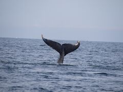 ヨットでホエール・ウォッチングをしながらマリエタス諸島へ。