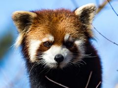 野田/松戸/船橋ぐるり旅【7】～レッサーパンダが可愛い～市川市動植物園