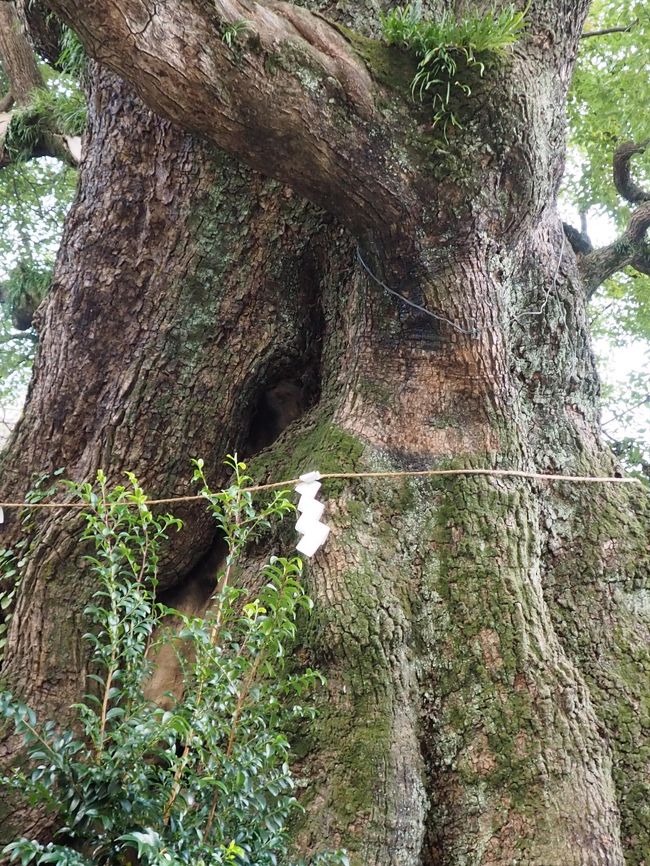 神奈川県足柄下郡 湯河原町宮下359-1　ごしょじんじゃ<br />2017.11.16<br /><br />温泉街　湯河原にあります。<br />今まで知らずに　通り過ぎていました!<br />創建は大化の改新の頃だそうで、たいそう歴史がある神社さんなんですね。<br /><br />源頼朝　挙兵にあたり　土肥 実平　どひ さねひら <br />　　　　　　　　　　　　↑<br />https://ja.wikipedia.org/wiki/%E5%9C%9F%E8%82%A5%E5%AE%9F%E5%B9%B3<br /><br />小早川氏の祖と言われる武将が　戦に　刀を奉納した。<br />神社には　その刀が　保存されており、社宝とされています。<br /><br />樹齢800年とされているご神木が大きい!<br />神社内には　七福神が全員揃っています(#^.^#)<br />探しましたよ!　<br /><br />財辯天さまだけが　見つからないのです!<br />弁天さまは　鳥居を出てから　見つかりました。一安心?<br />像は　すべて　新しい物ですが、　縁起物として良いのでは?<br /><br />拝殿　右手には山神社が祀られています。<br />道路を渡った位置にも　七福神さまが!<br />楠は「明神の楠」と　書かれている　大木があり、その大きさに圧倒されますよ!<br /><br /><br /><br /><br /><br />