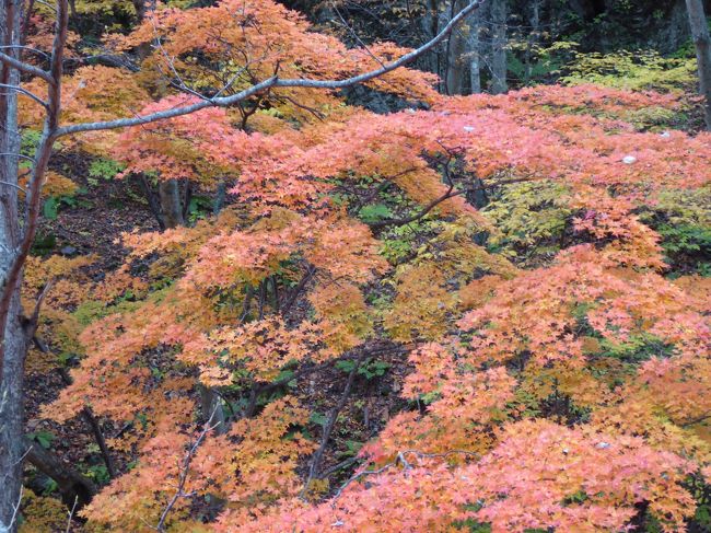 10月28日-10月30日の2泊3日　上高地に行きました♪<br />自然・グルメをたっぷりと楽しんできました♪<br /><br />☆Ｖｏｌ１：第１日目（１０月２８日）東京→上高地♪<br />東京からあずさ特急で松本へ。<br />松本からタクシーで上高地へ。<br />北アルプスは紅葉が真っ盛り。<br />錦色の紅葉は美しい。<br />昼に上高地帝国ホテルに到着。<br />ランチはアルペンローゼ。<br />ゆったりと頂く。<br />そしてチェックイン♪<br />
