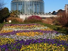 三陽メディアフラワーミュージアムで冬のお花を楽しむ     *:゜☆ヽ(*’∀’*)/☆゜:。*。