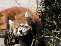 新春2018年の動物園初詣は東武動物公園とイルミネーション（１）動物園（前編）レッサーパンダの風太くんの初内孫の源太くん、年上のココロちゃんにアタック中＆ヒグマの森のアヤメちゃんにエサやりできた@