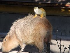 新春2018年の動物園初詣は東武動物公園とイルミネーション（２）動物園（後編）オットセイのメテオくんの公開練習やカピバラの背中に乗るリスザル＆動物たちの食事タイムイベントめぐり～夜のハッピーZoo Year パレード