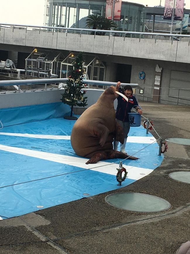 １２月は去年に引き続き九州へ。<br /><br />目的は、開聞岳登山と実家へ寄り、母を温泉へ連れて行く！です。<br /><br />2日目、指宿から高速で鹿児島から熊本へ。<br /><br />実家へ寄り、母を連れて別府へ移動します(&#39;ω&#39;)<br /><br />これは別府温泉、神和苑と「うみたまご」の内容です。