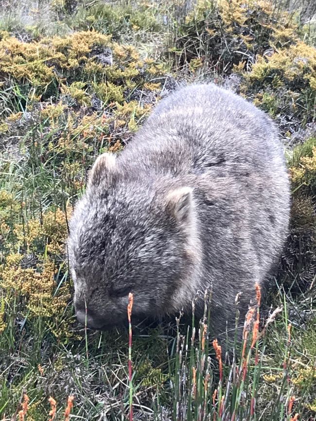 オーストラリア タスマニアで野生動物とhappy New Year クレイドルマウンテンハイランダーズ メリトンマスコットセントラル 17年12月 クレイドル マウンテン レイク セント クレア国立公園 オーストラリア の旅行記 ブログ By すずかさん フォートラベル