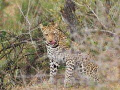 南アフリカ旅その２　クルーガー国立公園　なんと美しい野生動物たち！