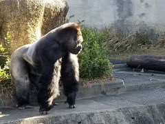 ヒルトン名古屋のスイート(有料ランクアップ)泊と城とイケメンゴリラ