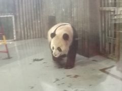上野じゃなくて上海でパンダさん！独り占め(^o^)