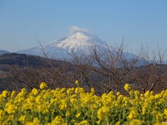 2018 吾妻山の菜の花ウォッチングと鎌倉の初詣