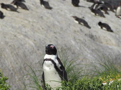 南アフリカ旅その４　ケープタウン郊外へ！　ワインぐびぐび、そして・・・ペンギン！！！