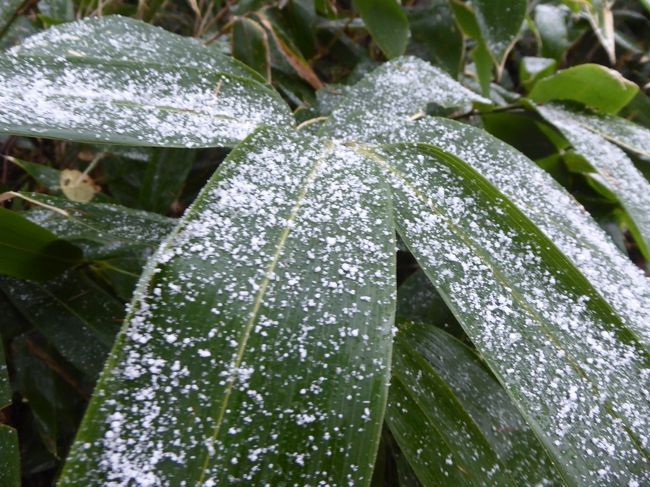 晩秋の上高地♪　Vol19(第3日)　☆初雪の田代池から上高地帝国ホテルへ♪