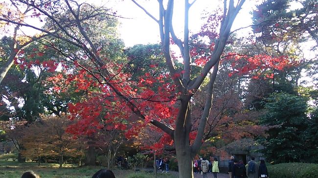 　ご覧戴きましてありがとうございます。<br />　2017年12月10日の日曜日は自宅がある静岡県浜松市から青春18きっぷを利用して東京・横浜まで日帰りでお出掛けしてきました。<br />　今回の目的は当日開催されていた皇居の乾通りの通り抜けを楽しむことで、当日はその他、皇居東御苑や横浜市内を散策してきました。<br />　３部構成での公開を予定していて、そのうち前回のパート１では浜松から東京都内までの移動の様子、皇居乾通りの通り抜けをした様子等をご覧戴きました。<br />　今回のパート２では皇居の東隣に位置する皇居東御苑で紅葉巡りを中心に散策した時の様子をご覧戴きます。<br />　パート１にも増して写真に係るコメントを割愛した手抜き旅行記ですが、よろしければご覧ください。