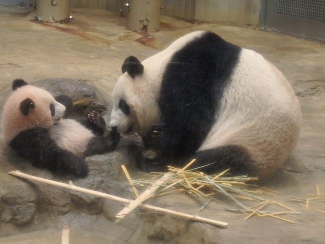 上野動物園のパンダに待望の赤ちゃんが生まれました!<br />生まれたその日から毎日ドキドキ・・やっと大きくなりましたー(第一子が早く死んでしまったので、とても心配でした)<br />そして、待ちに待った公開!・・は抽選ですって??<br /><br />もちろん応募しましたよ!応募したけど当たりませんよ、そりゃ・・・<br />と、クサッていたところ、フォートラmengさんから、夢のようなお誘いがーーーー<br /><br />なななんと、人にも動物にも優しく、清く正しく生きてきたmengさんには、当選通知が来たというのです。<br />そして、5人枠の一人分空いているからどうですか?と・・<br />mengさん、神!(笑)<br /><br />ありがたくお誘いをお受けすることにしたのはいいけど、そこからの緊張の日々ったらもう・・・(考えるだけでおなかが痛くなるw)<br />お正月も暴飲暴食を控え(たつもり)外出から帰ると念入りな手洗いとうがいを続け、なんとか風邪もひかずに迎えた当日!<br />あぁ、神様仏様meng様、ありがとう!!!