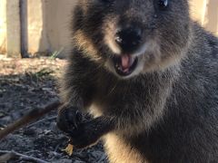 年末年始パースでのんびりすごす旅４ロットネスト島編