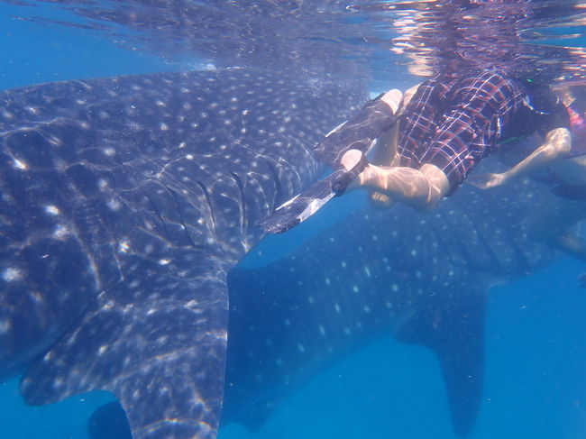 セブ島オスロブへジンベエザメに会いに！<br />