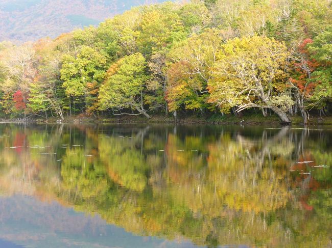 世界遺産知床を満喫する旅。船でしか行けない知床岬へのクルーズのワクワク感と、とても綺麗な知床五湖の紅葉、ヒグマやエゾシカも見られて、大満足。期待していなかったのですが、網走監獄も見応えあって良かったです。食事が美味しいのは言うまでもありません。<br />１日目：天に続く道→オシンコシンの滝→ウトロ漁協婦人部食堂→知床五湖<br />２日目：知床クルーズ→知床峠→カムイワッカ湯の滝<br />３日目：鮭遡上場→清里焼酎醸造所→網走監獄→流氷博物館（写真無）