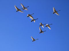 ◆青空翔ける白鳥 @ 釈迦堂川