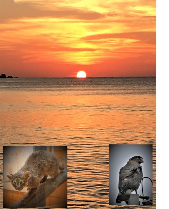 ２０１８年正月 南の島々で新年を祝う その 西表島周遊 西表島 沖縄県 の旅行記 ブログ By Brightonさん フォートラベル