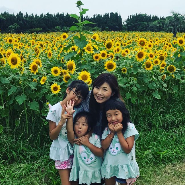 孫3人と伊良湖岬に旅行に行きました。途中にヒマワリ畑があり、とても綺麗でした。