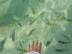 2018年初旅行クラビ・タップ島にて魚と触れ合い大興奮！