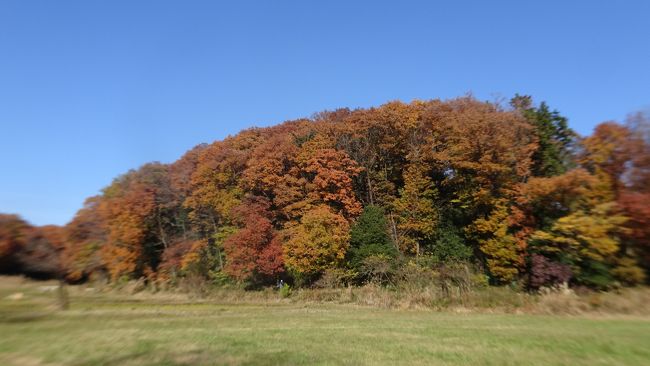 都立「野山北・六道山公園」に行ってきました。<br />紅葉がきれいなところです。