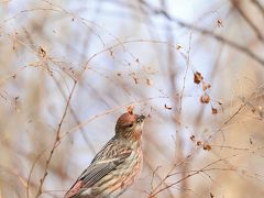 野鳥撮影記録・２０１８年1月‐５　（イスカ）