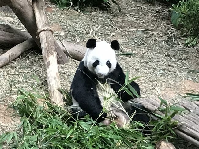 遊びまくり食べまくり★②動物園とチリクラブ