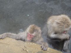 [2018年01月] 長野、パウダースノーは寒かった、温泉猿を見て温まろう