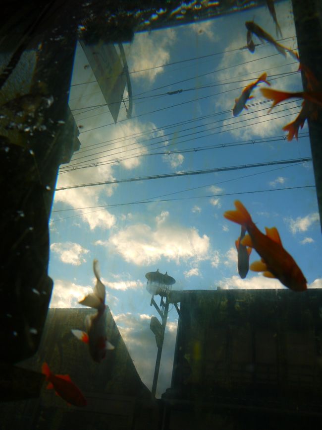 金魚が空を飛ぶ 彡 カラフルな秋の奈良散策 奈良公園 正歴寺 近鉄郡山 大和郡山 田原本 奈良県 の旅行記 ブログ By S T E Pha N I Eさん フォートラベル