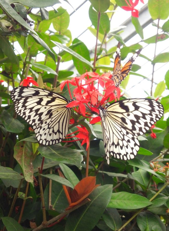 　石垣島に行ったら離島めぐりが楽しみです。<br />　由布島の亜熱帯植物園の蝶々園。オオゴマダラという国内では最大級の蝶が美しく舞っていました。