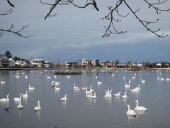 ’１８　長野・新潟100名城＆グルメ旅１８　白鳥飛来地の瓢湖へ電車と徒歩で行ってみる