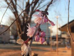 亀久保西公園の冬桜を見る