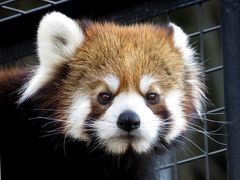 真冬のレッサーパンダ紀行【１】 静岡市日本平動物園　新天地での活躍が期待されるヤマト君の送別会に行ってきました + (おまけ）憧れのさわやかハンバーグ＆謎の陰陽師レッサー小説