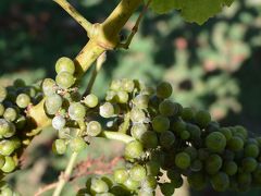 オークランドの旅行記