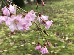 2017さくら通り　お花見