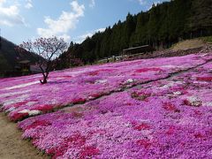 郡上「国田家の芝桜」は見事でした　と　道の駅【107】古今伝授の里　やまと