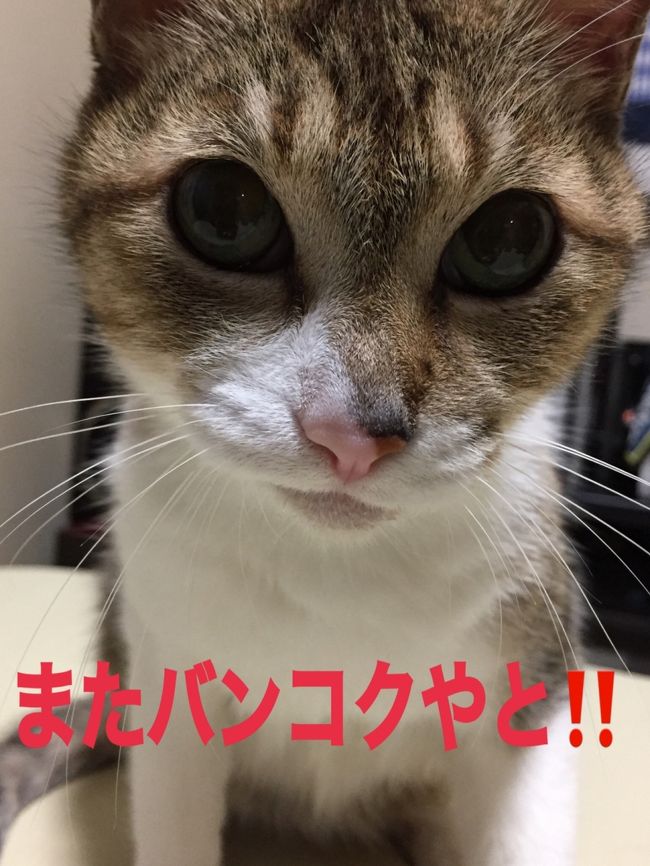 タイ1か月滞在記 4 バンコク生活編