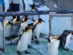 ペンギンの散歩・・・ペンギンのための散歩