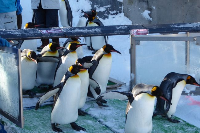 旭山動物園の噂のペンギンの散歩を見てきた。厳冬期の旭川では昼間どこかに出かけるといってもなかなかむずかしい。時間つぶしのつもりで行ったが、これがなかなかおもしろかった。<br />　<br />有名になって観光地になって、中国語、韓国語が飛び交い、平日というのに人垣ができているが、それでもおもしろいと感じたのは、「ペンギンのために散歩をしているんだ」という姿勢が貫かれていること。<br /><br />散歩道には赤い線が引いてあるだけで、ロープが敷かれているわけでもなく、柵の外からペンギンたちを見るわけでもない。赤い線に沿って、前の人は坐ってペンギンの行列を見る。<br />時間になって、ペンギン館の戸が開けられると、ペンギンたちがそろそろと出てくる。係員が押し出すわけでもなく、ペンギンたちがばらばらと思い勝手に出てきて、あたりを見まわす。<br />説明によれば、べつにペンギンたちはまっすぐに歩くつもりはないのだけれど、見物人が赤い線に沿ってずらっといるので、それで結果としてまっすぐに歩いているのだそうだ。<br />どちらがどちらを見物しているかわからないのも、おもしろかった。<br />ちいさな子供たちの見物も多かった。「ペンちゃん！」と声がとぶ。<br /><br />「ペンギンのための散歩」という姿勢を貫いて、見物したければじゃまにならないように見てくださいという、一歩距離をおいた姿勢を貫けば、このペンギンの散歩はいつ見ても楽しいイベントであり続けるだろう。<br /><br />旭山動物園は小高い山を利用して作られているので坂道が多いのだが、急な坂道には手すりのついた階段があるので、歩くのに不便はなかった。念のため軽アイゼンを持っていったが不要だった。