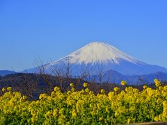 「　吾妻山　早咲きの菜の花ウォッチング　～　雛の吊るし飾り　湘南二宮　」2018　