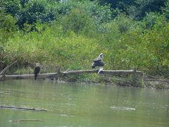 野鳥観察