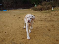 愛犬と初の旅行！　目指せ『無人島』　その1