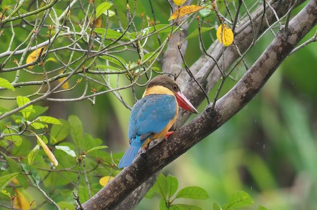 ３日間シンガポール植物園に通い詰め探鳥しました。<br /><br />はじめは一番自然豊かなエコレイクからスタートです。<br /><br />植物園のもっとも北部にあるため行きはタクシーです。８ドル程度。<br /><br />YACOB BALLS CHILDREN`S GARDEN入り口が便利です。<br /><br />表紙は前回遭えなかったコウハシショウビンです。