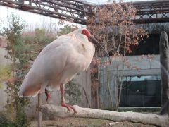 加賀温泉郷のすぐ近くに朱鷺が保護されていました！