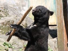 2017年９月２週続けてのレッサーパンダ遠征＜山口＆広島＞（５）安佐動物公園（１）ショートカットで猛獣エリア～ツキノワグマのクラウドくんの鼓笛隊のバトンのごとく見事な棒回し！