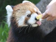 2017年９月２週続けてのレッサーパンダ遠征＜山口＆広島＞（６）安佐動物公園（２）レッサーパンダ特集：はじめまして！真っ白なおてての麻麻ちゃん＆鹿児島からやって来たキラくん！～可愛いトロリパパとリンゴタイムたっちのマルちゃん総勢４頭